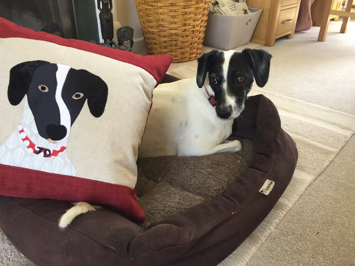 Collage of my lovely&nbsp;Jaydog